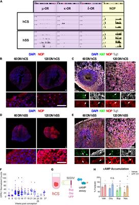 Buprenorphine Exposure Alters the Development and Migration of Interneurons in the Cortex